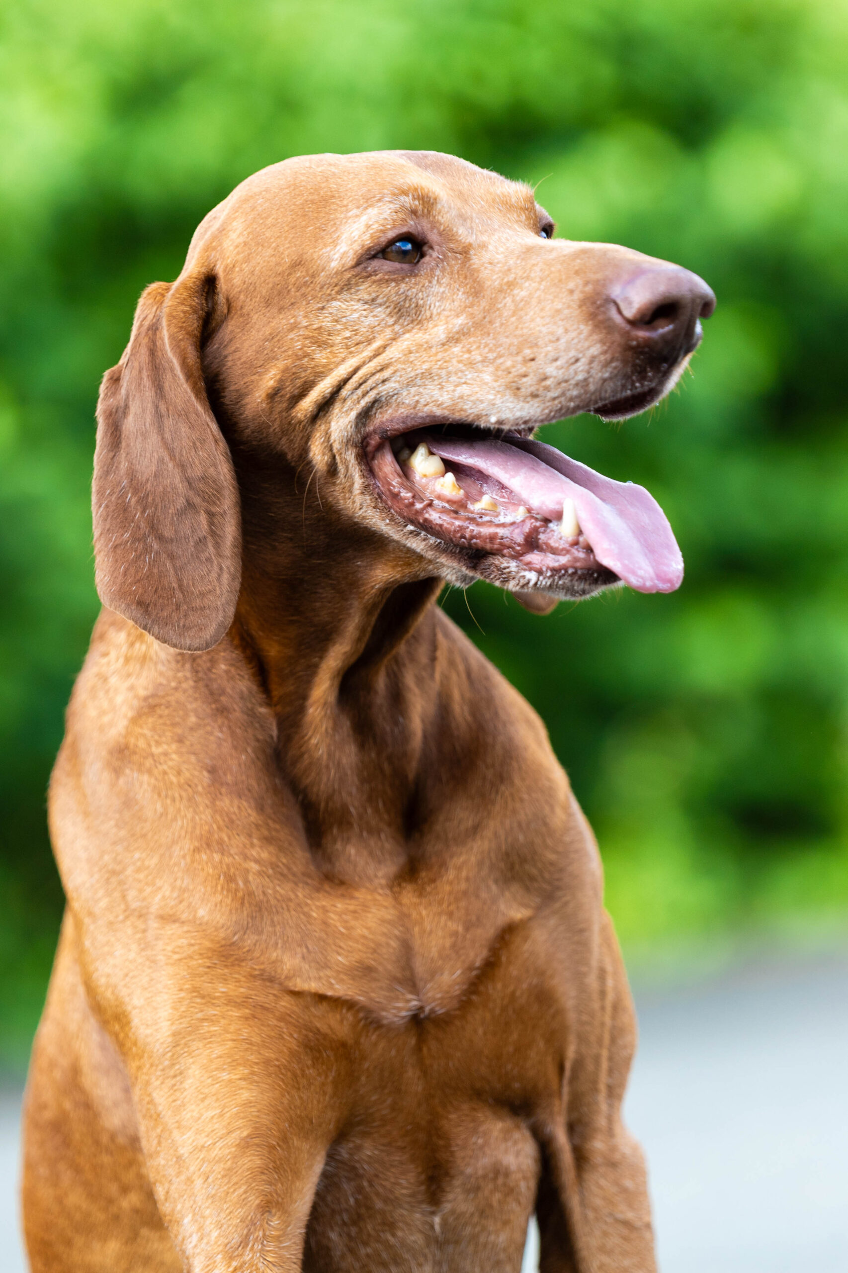 Balou